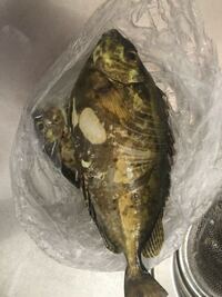 この魚は何という名前ですか また 食べられますか ご回答お願い Yahoo 知恵袋
