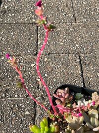 多肉植物のエケベリアピンキーが、間伸びして倒れそうで困ってます