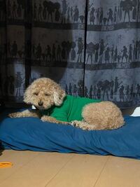 緊急 トイプードルでアプリコットカラーの愛犬が 黄色やオレンジが似合う事はわか Yahoo 知恵袋