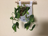観葉植物について質問です 写真は 室内で育てている フィロデンドロン Yahoo 知恵袋