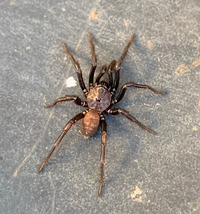 ミジンコ ゾウリムシ アメーバ ミカヅキモの中で 多細胞生物は何ですか すべ Yahoo 知恵袋