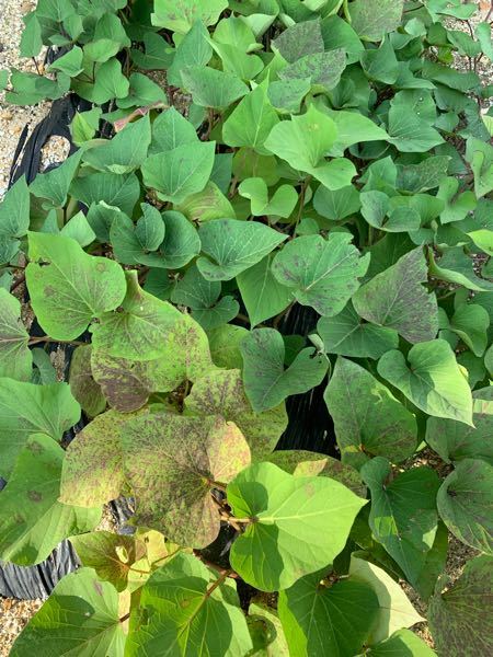 さつまいもの葉が初めてこんな色になりました 微班モザイク病です Yahoo 知恵袋