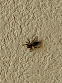 １cm弱くらいのこの小さなクモの名前や 家に入らないようにする方法な Yahoo 知恵袋