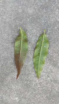 モモの葉の裏です 白い虫 がついていて殺虫剤をかけようと思います 何がい Yahoo 知恵袋