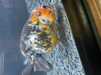 熱帯魚ショップかねだいの最悪さについて 私は2年くらい前に熱帯魚 Yahoo 知恵袋