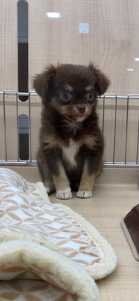 チワプー飼っている方で 顔はプードル似ですか チワワ似ですか Yahoo 知恵袋