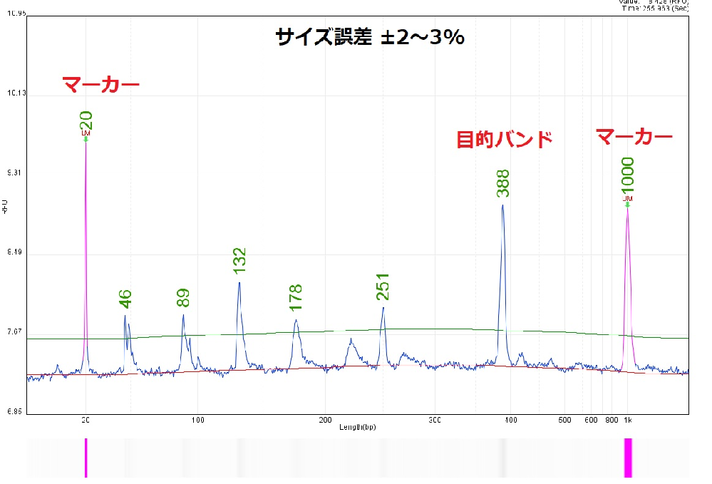 Pcrで目的外のバンドが出ますキャピラリー電気泳動で調べたところ 約２倍ずつ増 Yahoo 知恵袋