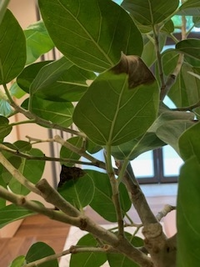 ベンガルゴムの木の葉が部分的に茶色く枯れて 葉が数枚落ちるようになり Yahoo 知恵袋