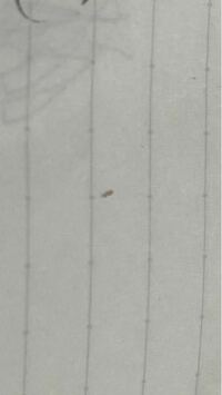 コイツなんの虫だと思いますか？ ボールペンで潰しましたがマジで微細です。実際には白っぽくてマジで小さくてよく見えませんが、蟻みたいでした。