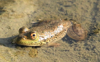 このカエルの種類を教えてください 撮影場所は和歌山南紀 公園の池にたくさんいま Yahoo 知恵袋