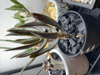 アロエディコトマの葉が写真のように肉薄になってしまって肉厚にもどしたいのですが Yahoo 知恵袋