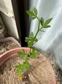 購入したレモンの苗木の根元から 別の芽が出てかなり伸びてきてし Yahoo 知恵袋
