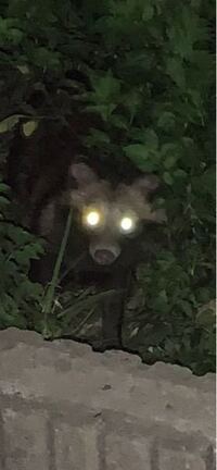 タヌキですか アライグマですか それとも タヌキです アライグマだと目の Yahoo 知恵袋