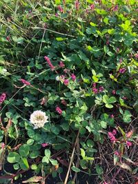 このピンクの花の雑草は何という雑草でしょうか イヌタデだと思い Yahoo 知恵袋