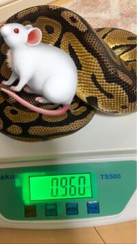 このサイズのボールパイソンだと どれくらいのサイズのマウスあげる Yahoo 知恵袋