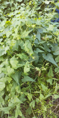 このハートみたいな葉っぱの つる性の植物の名前を教えて下さい Yahoo 知恵袋