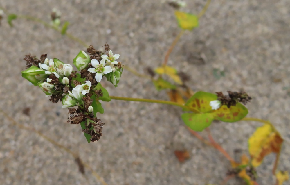 中３受験生です 理科の植物の分野のことなんですけど 合弁花類と Yahoo 知恵袋