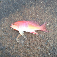 この魚はなんでしょう ヒレが特徴的なんですけど アカオビハナダイ Yahoo 知恵袋