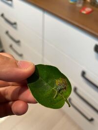 シマトネリコの葉っぱについてました 何の幼虫でしょうか黒い粒々は Yahoo 知恵袋
