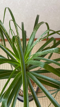 トックリランを育て始めました 家の植木鉢に植え替えて育てていると葉の色が Yahoo 知恵袋