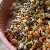 プランターの土に白いカビが生えてます 園芸の初心者です プランターでベビ Yahoo 知恵袋