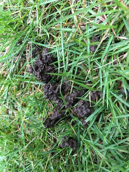 猫のフンでしょうか？？ - 庭に謎の物体を発見しました、何箇所も 