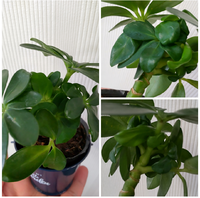 観葉植物について100均で購入したカポックについてです 新しい Yahoo 知恵袋