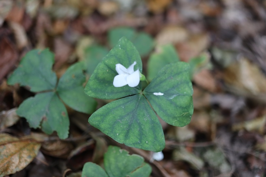 六甲山系で見た花ですが この花はミヤマカタバミに似てますが 葉っぱが独特な模様 Yahoo 知恵袋