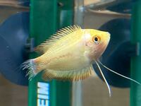 熱帯魚の病院について 飼育しているゴールデンハニーグラミー の様 Yahoo 知恵袋