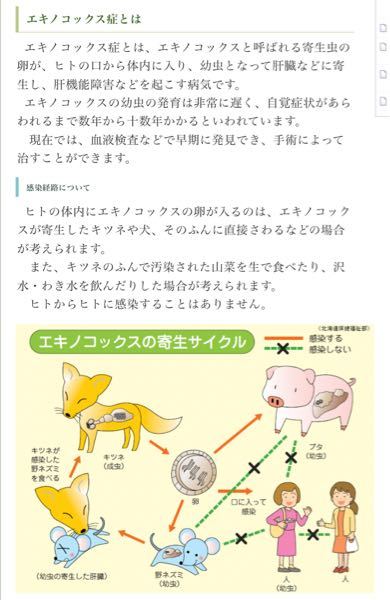 海外ではエキノコックス どう言う対応なんでしょう ジビエとか 野生動物を Yahoo 知恵袋