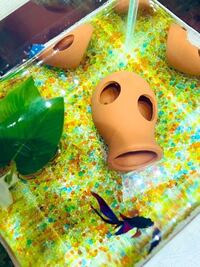 ベタを飼い始めて1ヶ月ほど経ちました ヒーターはいつ頃から入れるべきでし Yahoo 知恵袋