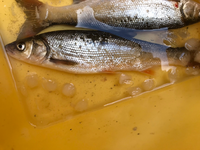 福岡県でトラウトを飼いたいと思います ヤマメやニジマスを活きたまま販売して Yahoo 知恵袋