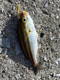 この魚はなんですか うりぼうこと イサキの幼魚です 小さくても Yahoo 知恵袋