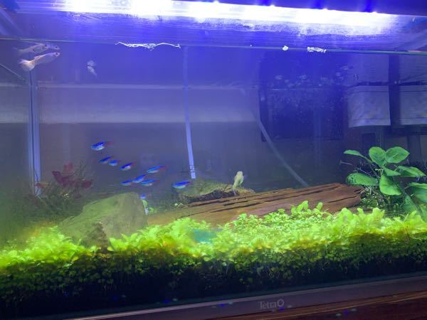 至急金魚ストレス 水に流されるままに泳ぎ ときどき急にすごい勢いで水 Yahoo 知恵袋