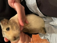 自宅にいるモルモットです お腹に赤ちゃんがいそうな気がするのですが Yahoo 知恵袋