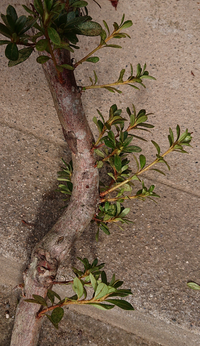 この新芽を挿し木するのに適した土は 酸性を好む植物は鹿沼土それ Yahoo 知恵袋