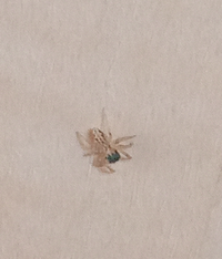 さっき家のトイレであまり見かけない蜘蛛をみつけました。結構小さいです。種類など、わかる方がいれば教えて下さい☆ 