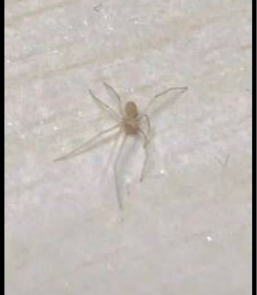 家に白い 若干透明っぽい 小さい蜘蛛がいました 種類を教えていただきた Yahoo 知恵袋