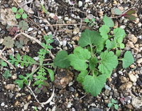 もともも雑草だらけだった花壇にネモフィラを植えました 発芽しましたが Yahoo 知恵袋