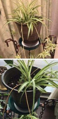８月にオリヅルランを植え替えました １つの鉢から２つの鉢へ分けて植え替え Yahoo 知恵袋