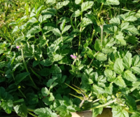 庭に生えてきた雑草を教えてください 茎はないようで 葉は地面を這うよ Yahoo 知恵袋