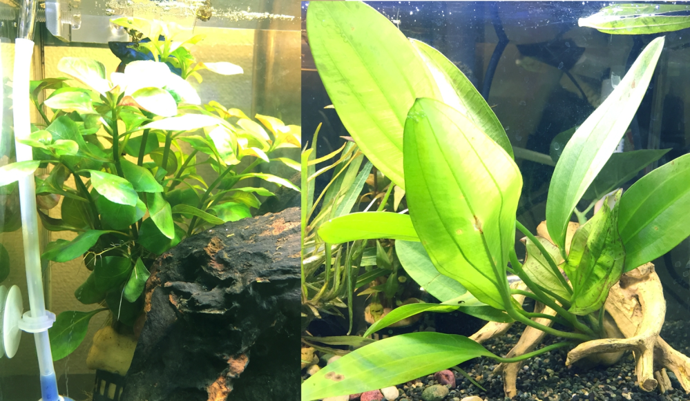 水草のトリミングについて教えてください初めてちゃんとした水草を買って Yahoo 知恵袋