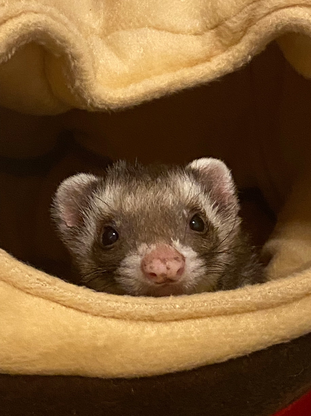 中学一年生です 明日のテストで脊椎動物は今後どのように進化するか考えなさいとい Yahoo 知恵袋