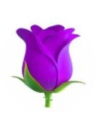 紫の薔薇の花言葉を教えてください セコい Yahoo 知恵袋