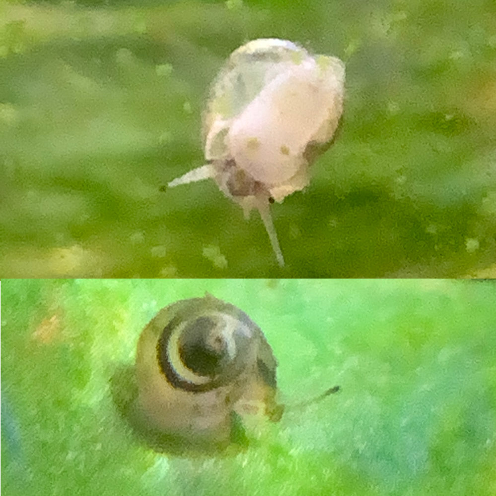 エビ 貝 マルタニシ ５匹