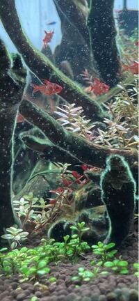 この流木に付いてる苔は髭苔ですかね 後 詳しい方対策とか分かればいくつか Yahoo 知恵袋