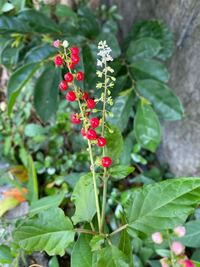 この赤い実が出来る雑草の名前は何ですか 沖縄です Yahoo 知恵袋