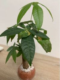ハイドロカルチャーで観葉植物を植えかえましたが 元気がなくなり 枯 Yahoo 知恵袋