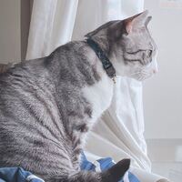 野良猫ちゃんなので種類が分かりません W ミックス猫ちゃんと Yahoo 知恵袋