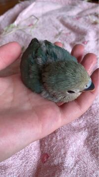 コザクラインコの種類うちの子はブルーチェリー それともシーグリーン Yahoo 知恵袋